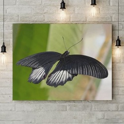 Tablou Canvas Fluture Negru - Img 3