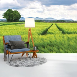 Foto tapet Fields in may