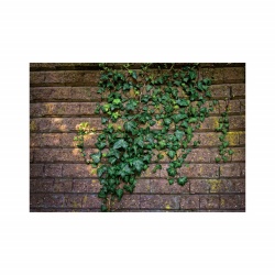 Foto tapet Ivy walls - Img 2
