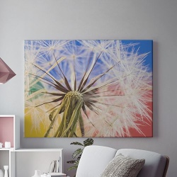 Tablou Canvas Dandelion Close-up