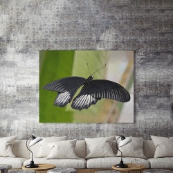 Tablou Canvas Fluture Negru - Img 4