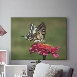 Tablou Canvas Fluture Pe Floare
