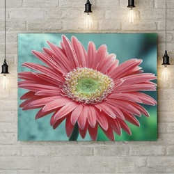 Tablou Canvas Gerbera - Img 4