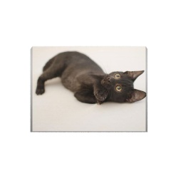 Tablou Canvas Little Black Cat - Img 2