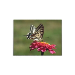 Tablou Canvas Fluture Pe Floare - Img 3