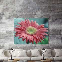 Tablou Canvas Gerbera - Img 5