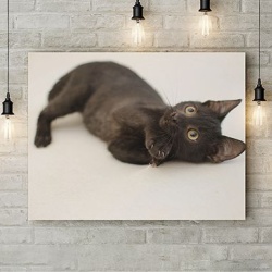 Tablou Canvas Little Black Cat - Img 3