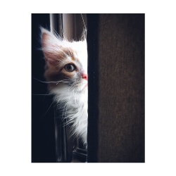 Tablou Cat hiding - Img 3