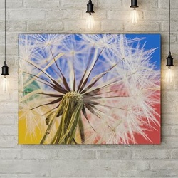 Tablou Canvas Dandelion Close-up - Img 4