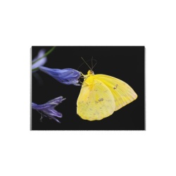 Tablou Canvas Fluture Galben - Img 3