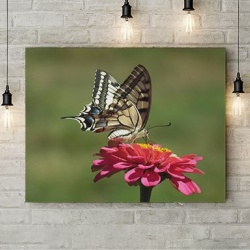 Tablou Canvas Fluture Pe Floare - Img 4