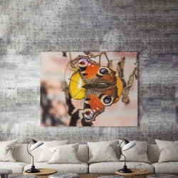 Tablou Canvas Soft Wings - Img 4