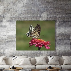 Tablou Canvas Fluture Pe Floare - Img 5