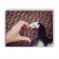 Tablou Canvas Unconditional Love (For Pets) - Img 4
