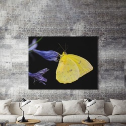 Tablou Canvas Fluture Galben - Img 5