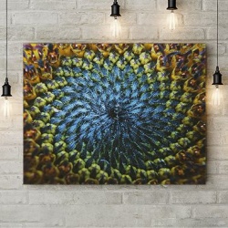 Tablou Canvas Natural Spiral - Img 3
