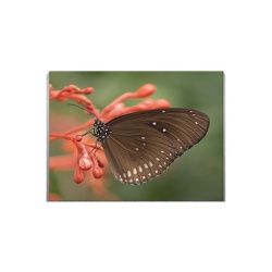 Tablou Canvas Fluture Negru Pe Floare - Img 2