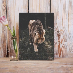 Tablou Canvas Regele Junglei - Img 2