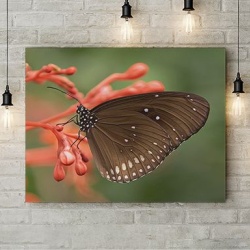 Tablou Canvas Fluture Negru Pe Floare - Img 3