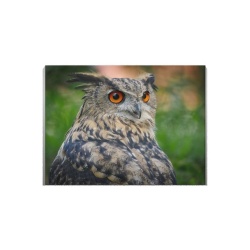 Tablou Canvas Grey Owl - Img 2