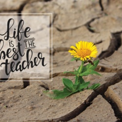 Tablou Motivational - Life Is The Best Teacher - Img 3