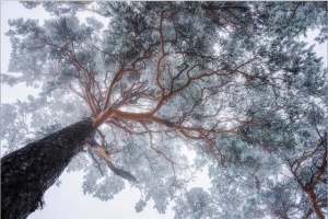 Winter tree, uramljena slika 40x50cm i 50x70cm