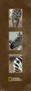 Burchell's zebra, uramljena slika 35x100cm