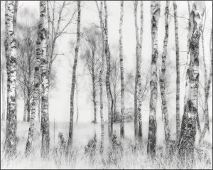 Crno bela suma, uramljena slika 40x50cm