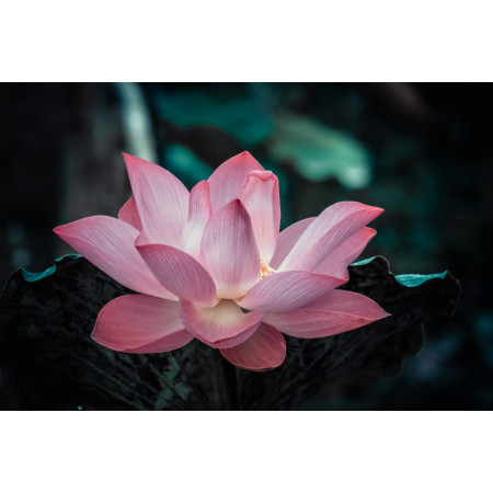 Parfumant cosmetic Floare de Lotus 10 ml