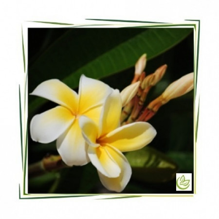Ulei de Parfum Monoi de Tahiti 10 ml - MANSKE