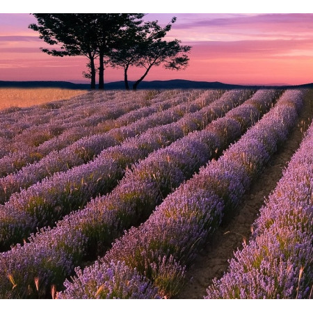 Parfumant Lavender Fields (fara alergeni) 10 gr