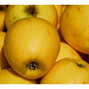 Parfumant Golden Apple 10 gr