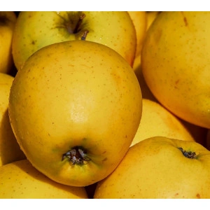 Parfumant Golden Apple 10 gr