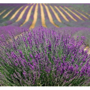 Ulei esential de Lavanda 10 ml Romania - Img 2