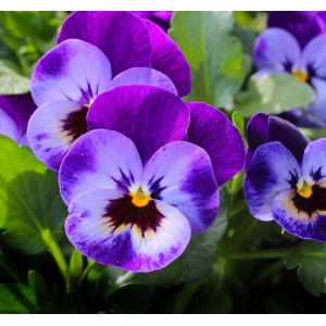 Parfumant Blue Violet 10 gr