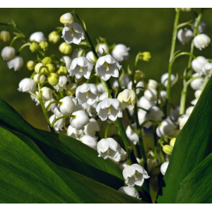 Parfumant Lily of the Valley 10 gr