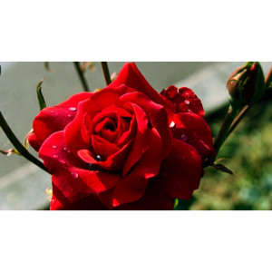 Ulei de parfum "English rose" 10 ml - Manske