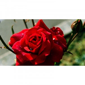 Ulei de parfum "English rose" 10 ml - Manske
