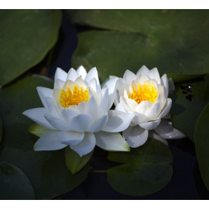Parfumant Water Lily and Lotus 10 gr