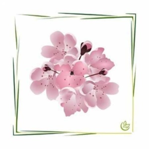 Ulei de parfum "Cherry Blossom"(Cires)-MANSKE 10 ml