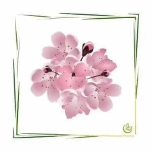 Ulei de parfum "Cherry Blossom"(Cires)-MANSKE 10 ml