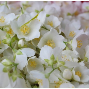 Parfum pentru lumanari Jasmin 10 ml