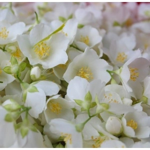 Parfum pentru lumanari Jasmin 10 ml