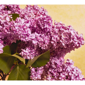 Parfumant Liliac 10 gr