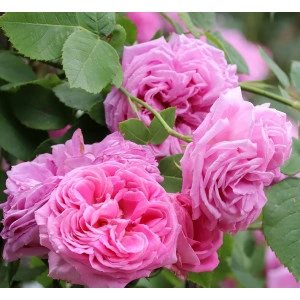 Parfumant Rose Garden 10 gr