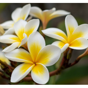 Parfumant Frangipani si Lime 10 gr