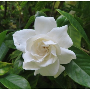 Parfum pentru lumanari Gardenie 10 ml