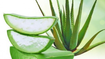 Beneficiile cosmetice ale plantei Aloe Vera