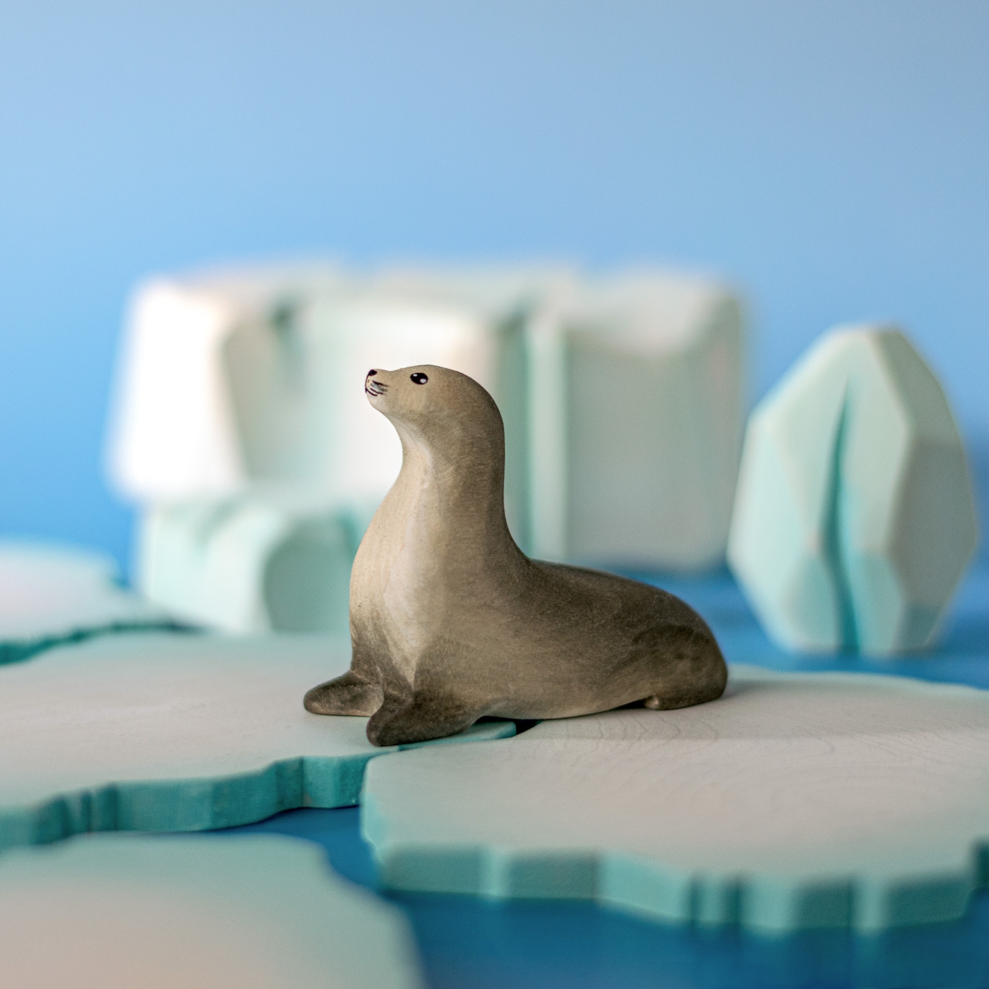 Curious Harp Seal