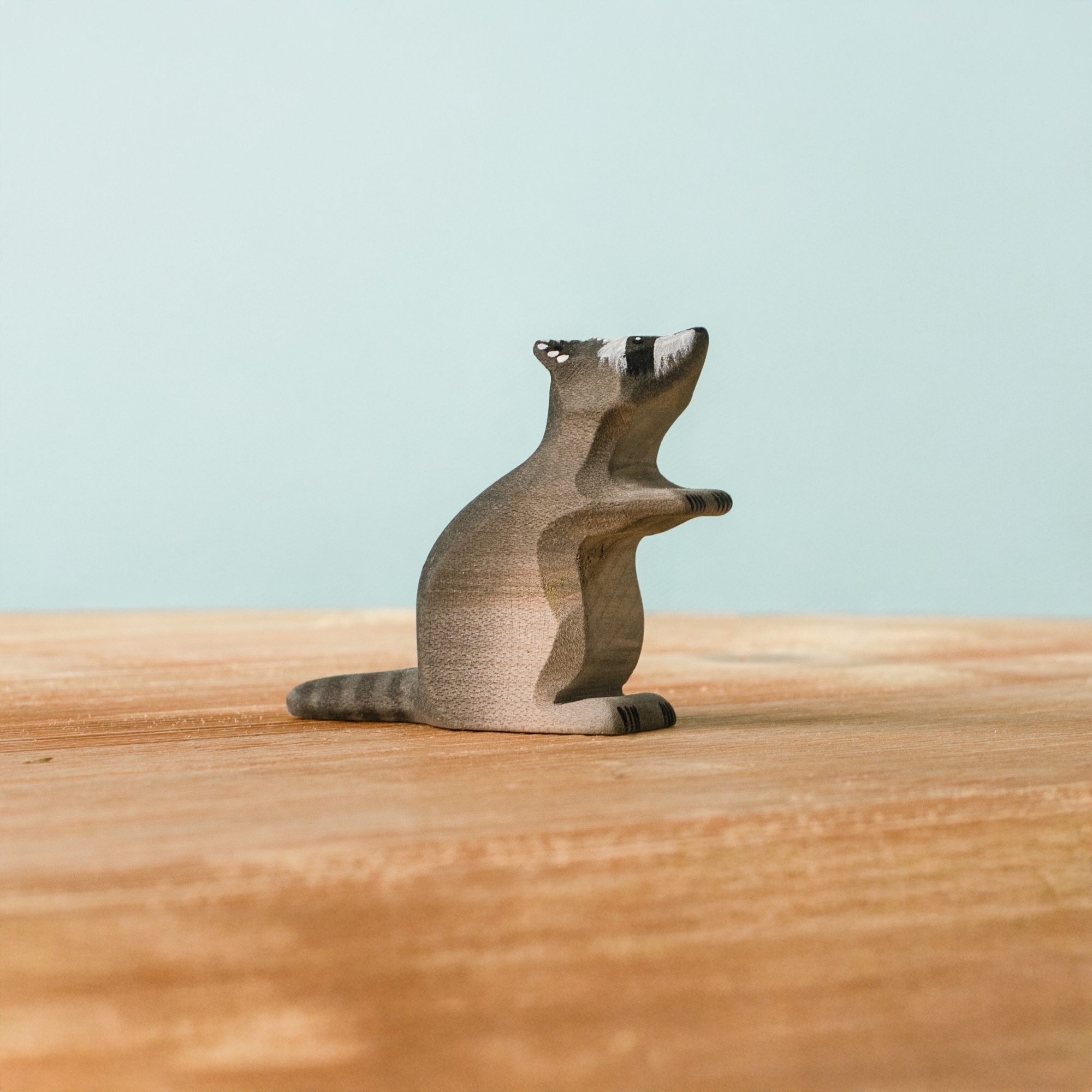 Raccoon Sitting Special
